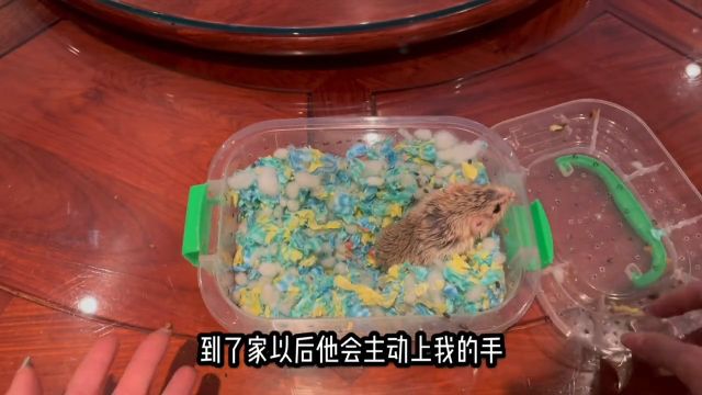 雪藏两个月的菠萝包终于出镜啦