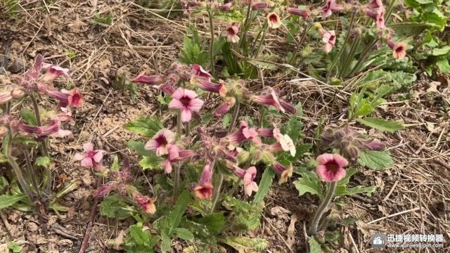 农村的野生地黄价值有多高,懂它用途的,都在悄悄的挖回家备用