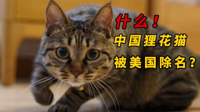 中国狸花猫被美国CFA除名,这到底发生了什么? #中华狸花猫 #田园猫 #爱猫人士