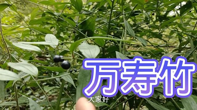 农村常见的一种植物名叫万寿竹,俗称“富贵竹”,用途广价值高,大家一起来了解