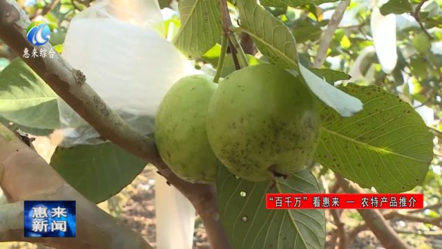 惠来县青坑林场:芭乐熟了 果农乐了