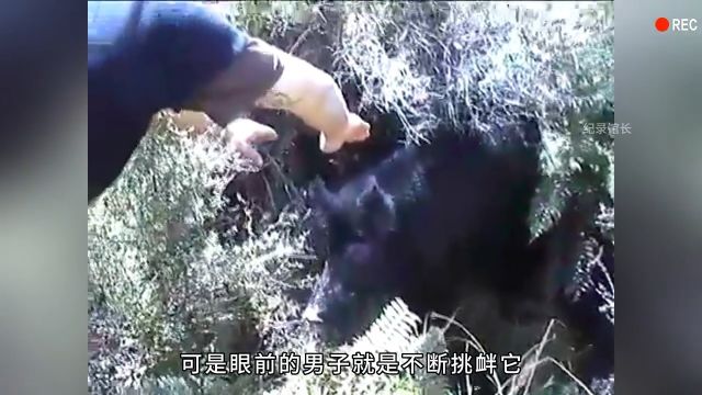 野猪的杀伤力到底有多强?简直太可怕了!野生动物零距离神奇动物在野猪猪纪录片充电计划动物篇