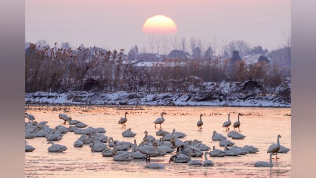 视频丨冰雪东古湖 小天鹅在干什么