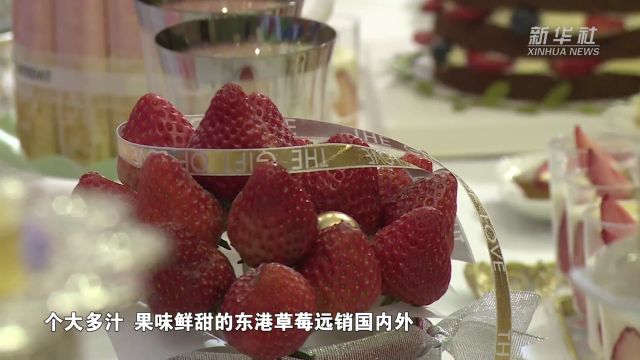 东北真鲜|“娇滴滴”的草莓冬天里摘——探访辽宁东港草莓种植基地