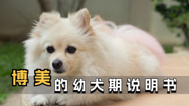 饲养幼犬的“注意事项”,你知道几个?