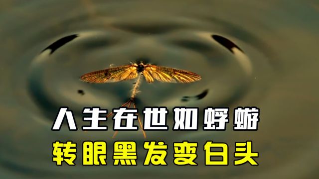 人生在世如蜉蝣,转眼黑发变白头,只存活一天的蜉蝣将如何过好一生