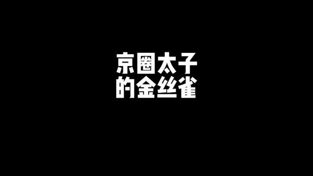 京圈太子的金丝雀