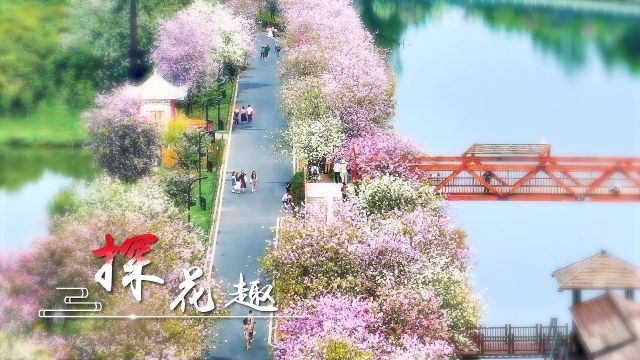 2024迎春系列主题宣传片《广州过年 花城看花》