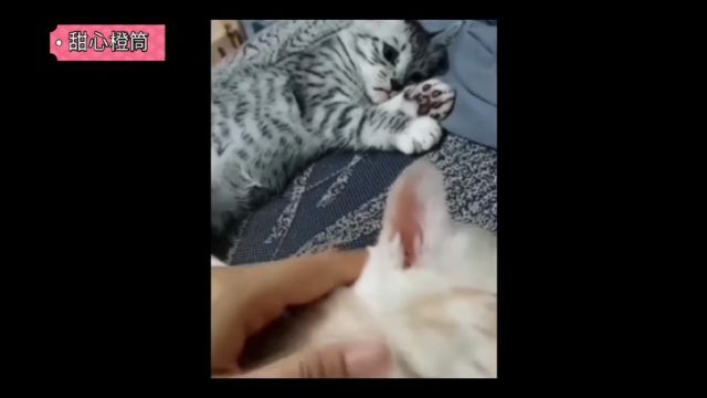 伤心欲绝的猫猫