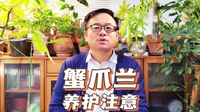 蟹爪兰怎样养殖与管理?做好6件事,度夏顺利开花多