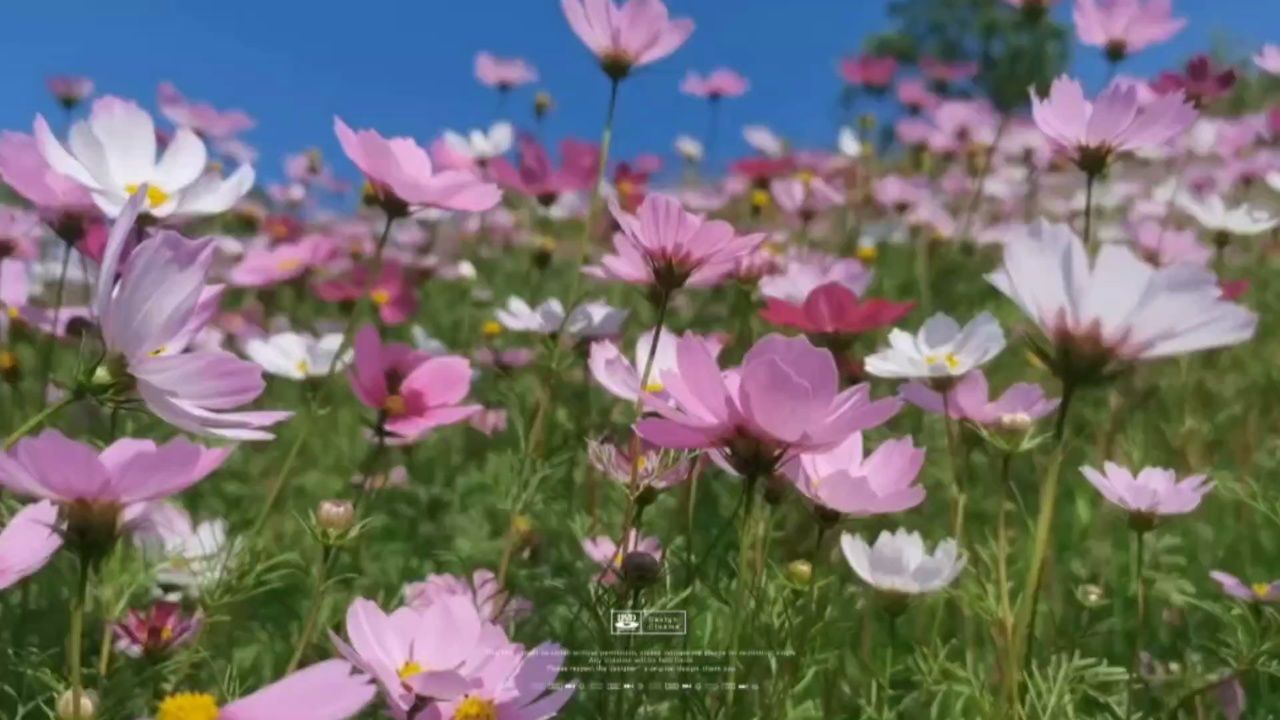草原姑娘最美的花简谱图片