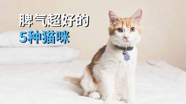 脾气超好的5种猫咪