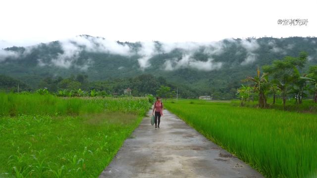 梦玲农场:梦玲采摘摘白玉菇,收获水果玉米#荒野建造