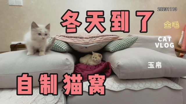 不忍小猫挨冻,只有先自制猫窝!不错,还算是给面子!