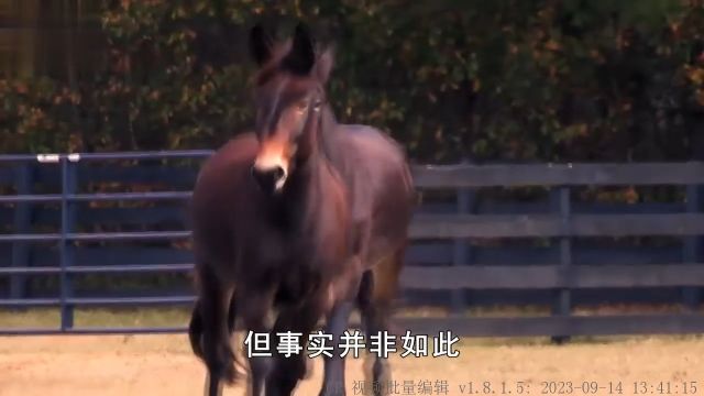 老话说“驴肉香,马肉臭,饿死不吃骡子肉”,难道骡子肉很难吃? 2