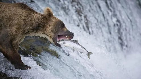数万条鲑鱼集体洄游，这可把棕熊们高兴坏了