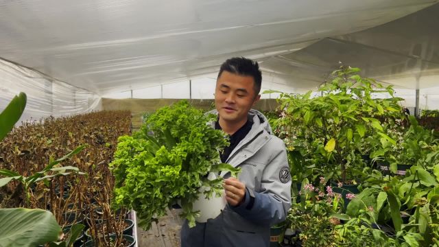 植物缺水有先兆!鸟巢蕨养护有方法!