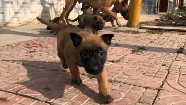 精品马犬小狗崽,三公两母超级棒,来欣赏品评下