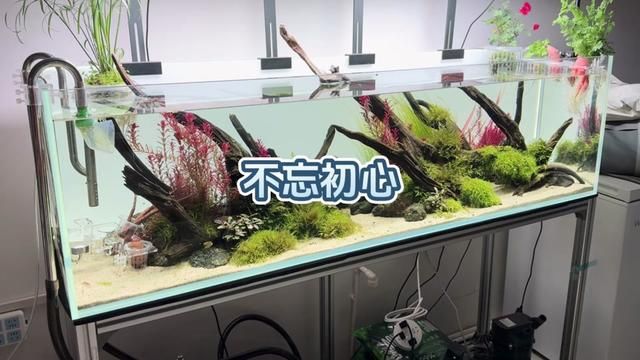 新的一年,愿事事顺利吧#溪流缸 #新手养鱼 #开缸 #鱼缸造景 #水族用品