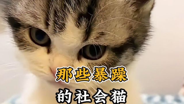 脾气暴躁的社会猫,你确定它们不是街溜子?