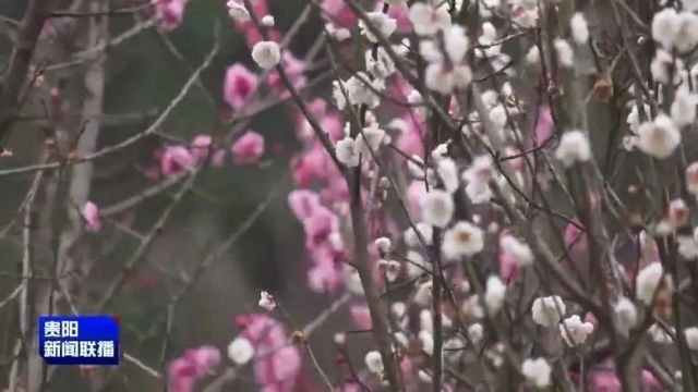 锦绣中国年|花溪十里河滩:繁花盛开春满堤 游客赶春醉花海