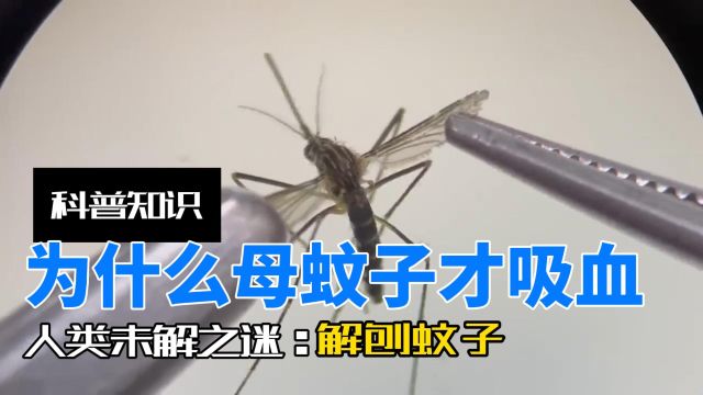 蚊子体内有什么?解刨蚊子