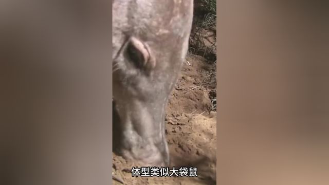 南非草原上的打洞高手之“挖地虎”《土豚》野生动物保护生态环境神奇动物在动物科普##1