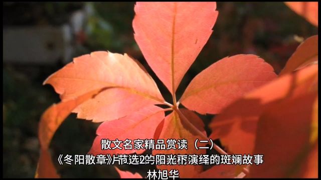 散文名家精品赏读(二) 《冬阳散章》(节选2):阳光下演绎的斑斓故事 林旭华