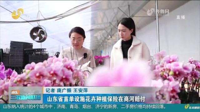 山东省首单设施花卉种植保险在商河赔付,提高花卉产业抗风险能力