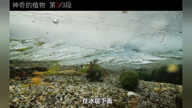 1156可爱的球藻给彼此搓澡,水下的仙境如梦似幻纪录片植物