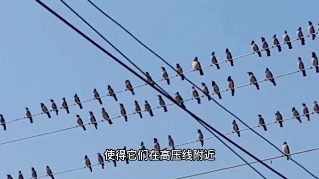 为什么鸟站在上面却没事呢?