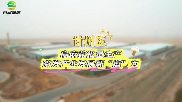 张掖甘州:扁麻菇批量生产 激发产业发展新“蘑”力