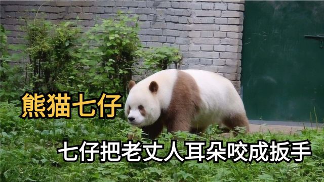 七仔把老丈人耳朵咬成扳手,熊猫界共一千个心眼子七仔独占800个#创作发发发