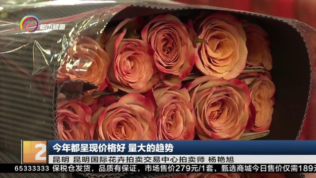 昆明花市购销两旺 单日最高供货量达546万枝