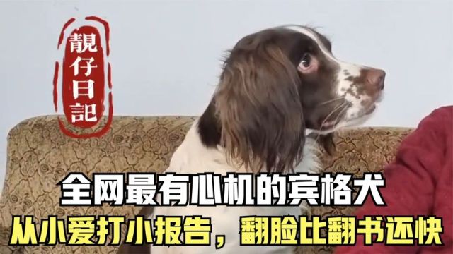 全网最有心机的宾格犬仔仔,从小爱打小报告,翻脸比翻书还快