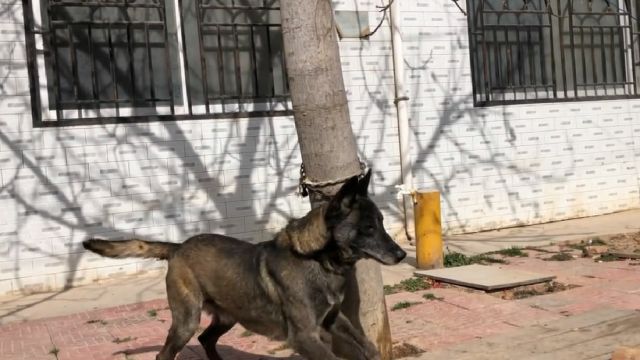 超级棒的马犬一大家,小狗3公一母,母亲短毛黄马父亲纯种老血