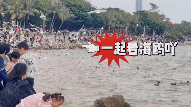 深圳湾公园的海鸥?