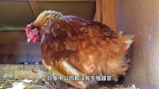 印象中公鸡都没有生殖器官,那公鸡是怎么和母鸡完成交配的? 3