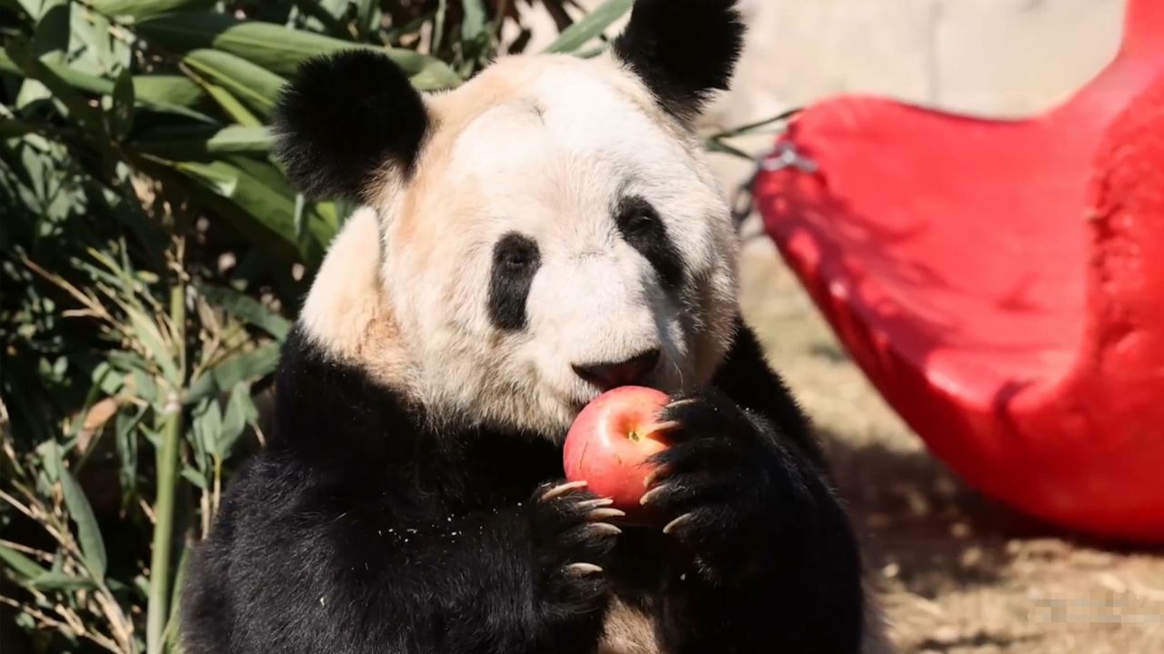 大熊猫丫丫晒太阳悠闲大口炫饭,笋笋咬开花,苹果啃出鞭炮声