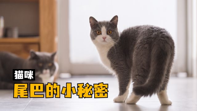 猫咪尾巴的小秘密