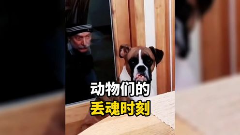 盘点动物们的丢魂时刻#动物倒霉瞬间 #被吓一跳的真实反应 #专治不