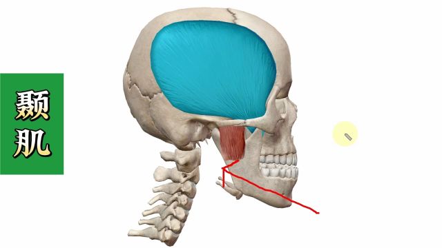 【颞肌】3D解剖——偏头痛、上颌牙痛的主要原因!4个方面全方位讲解——天下明医平台简灵奇针