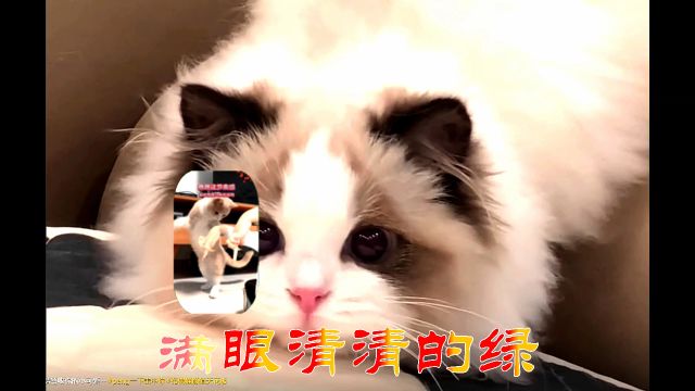 山谷里的思念 (电子琴版) 辛更KTV音乐视频制作