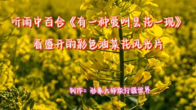 听雨中百合《有一种爱叫昙花一现》看盛开彩色油菜花风光片!