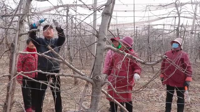 济南市长清区马山镇小岭村:人勤春来早 剪枝待丰收