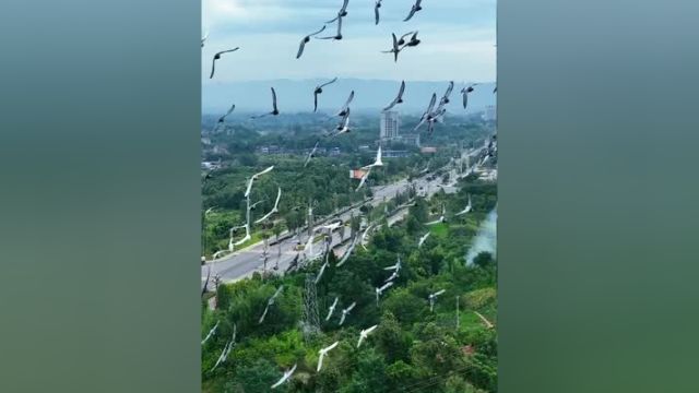 感谢它们的不杀之恩,避免了提空回家航拍 大疆 天马浴河 无人机炸机压迫感