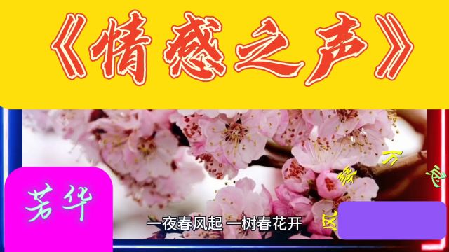 《情感之声》芳华