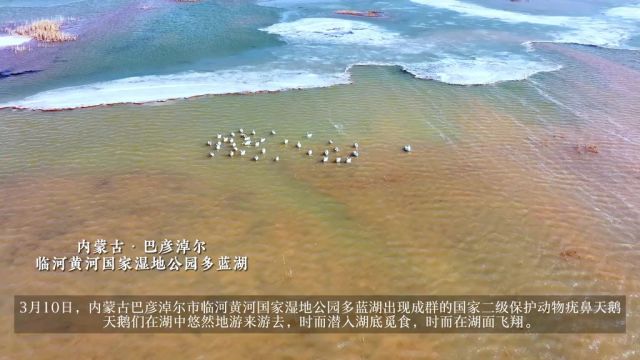 3月10日,内蒙古巴彦淖尔市临河黄河国家湿地公园多蓝湖出现成群的国家二级保护动物疣鼻天鹅,天鹅们在湖中悠然地游来游去,时而潜入湖底觅食,时而...