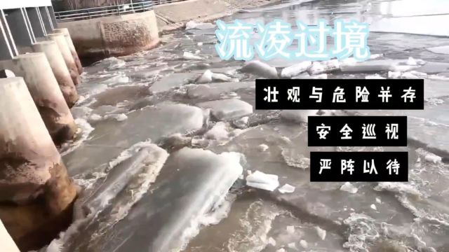 总干渠第一枢纽所流凌安全过境 平稳开河