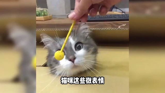 猫咪的常见微表情是什么意思?喵星人内部资料流出!#猫#猫咪的迷惑行为